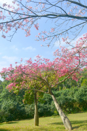 广东深圳笔架山公园园林观花乔木美丽异木棉