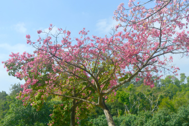广东深圳笔架山公园园林观花乔木美丽异木棉