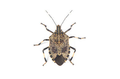 白色背景上的一只放屁虫