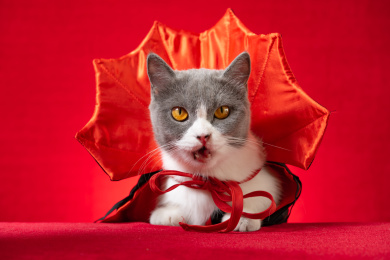 穿上万圣节女巫披肩的萌猫