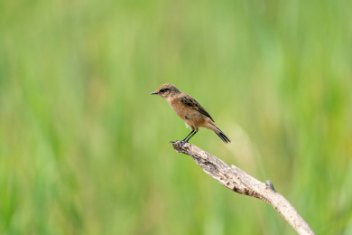 一只黑喉石鵖站在树枝上伺机捕食路过的昆虫