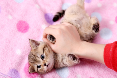 金黄色虎斑英短小猫
