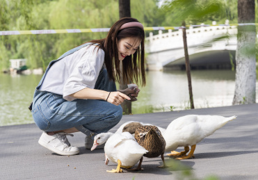 在公园里喂鸭子的甜美东方女孩