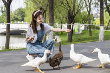 在公园里喂鸭子的甜美东方女孩