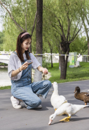 在公园里喂鸭子的甜美东方女孩