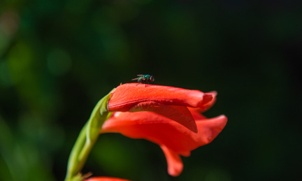 花与飞虫