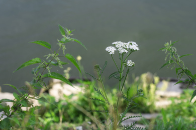 路边的花花草草