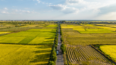武汉江夏区法泗镇大片稻田与小路