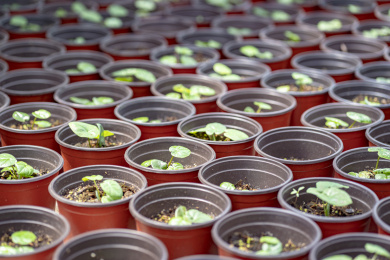 营养杯里培育的花卉幼苗