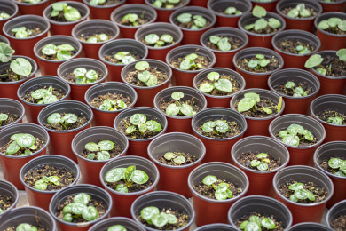 营养杯里培育的花卉幼苗