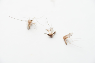 白色背景上散落着被杀死的蚊虫