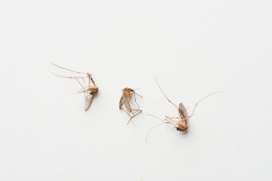 白色背景上散落着被杀死的蚊虫