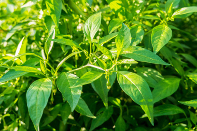 辣椒植株上的辣椒特写