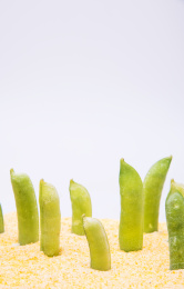 棚拍豌豆的荚果特写