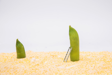 棚拍豌豆的荚果特写