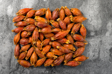 香料中药材栀子