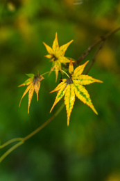 秋天的植物 枫叶 枫叶背景