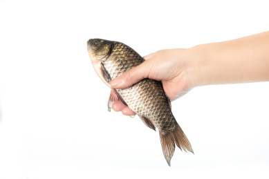 手拿一条新鲜的活鱼