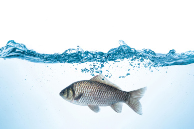 鱼缸里游动的一条鱼