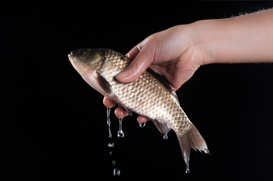 手拿一条新鲜的活鱼