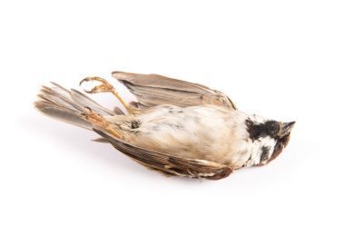 白底上一只死去的麻雀