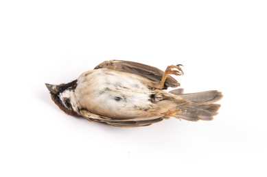 白底上一只死掉的麻雀