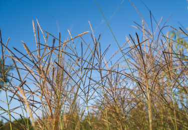 仰角拍摄蓝天下的茅草