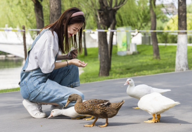 在公园里喂鸭子的甜美东方女孩