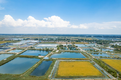 宁夏银川贺兰县稻渔空间金秋丰收