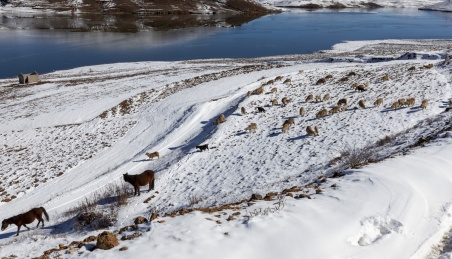 中国云南昭通 大山包雪地羊群蓝色水面