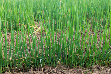 地里种植的小葱