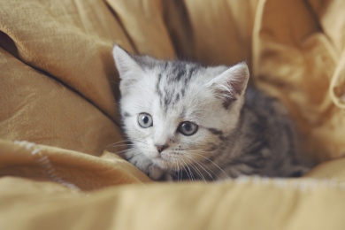 可爱的美短小猫咪
