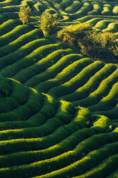 福建龙岩漳平市永福镇台品樱花茶园春季风光