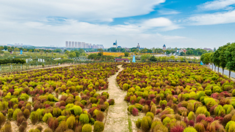 武汉蔡甸花博汇地肤草全方位观赏
