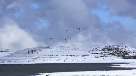中国云南昭通大山包雪山黑颈鹤蓝天飞翔