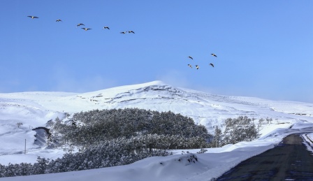 中国云南昭通大山包雪山黑颈鹤蓝天飞翔