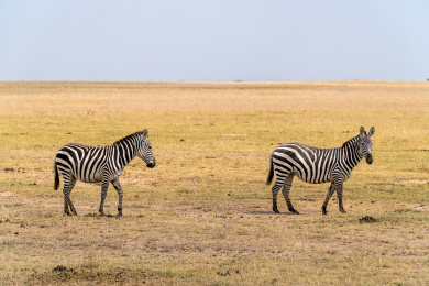 非洲肯尼亚草原两只斑马行走