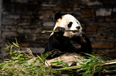 吃竹子的大熊猫