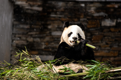 吃竹子的大熊猫