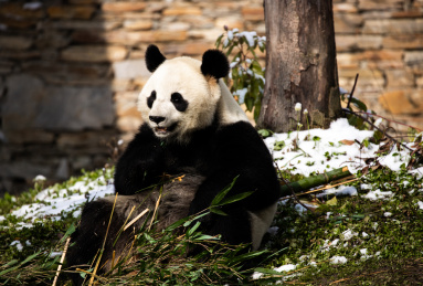 吃竹子的大熊猫