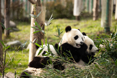 吃竹子的大熊猫