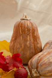 秋季的花生南瓜