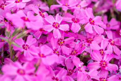  夏天盛开的天蓝绣球花