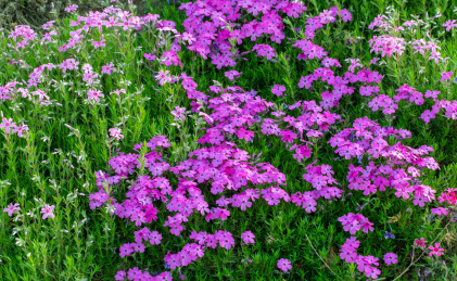  夏天盛开的天蓝绣球花