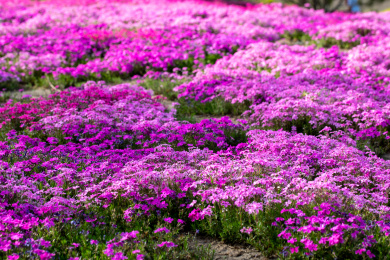  夏天盛开的天蓝绣球花