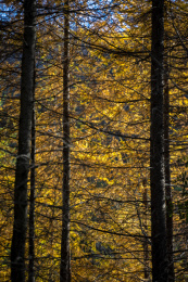 中国陕西省汉中市留坝县秦岭森林深秋