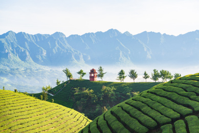 湖北恩施鹤峰县走马镇木耳山茶园