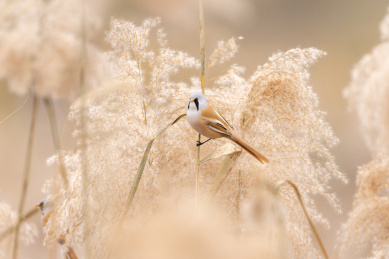 芦苇上的文须雀