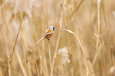 芦苇上的文须雀