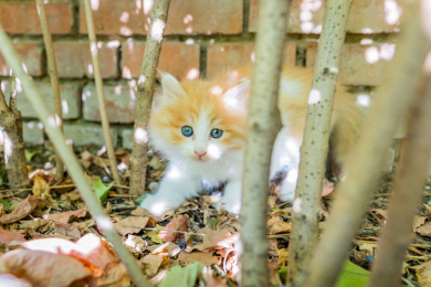 小猫警惕的眼神
